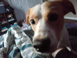 Group for my doggo
