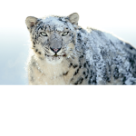 [Snow Leopard Cafe]