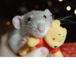 My Rat Family :)