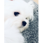 Milo My Maltese Productions