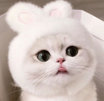 :)cats
