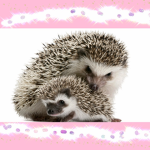 Queen of hedgehog sqaud
