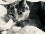 the evil demon cats