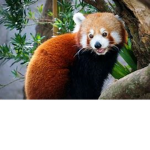 RED PANDA!