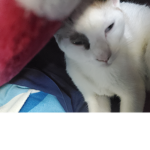 Cat Group :) cat good