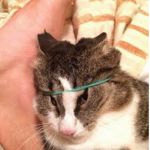 영덕