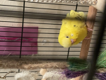 Budgie Squad!!!!!!!