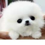 Cookiepups