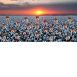 Children of the Fields