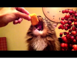 Evil Cats Eating Chicken Nuggets