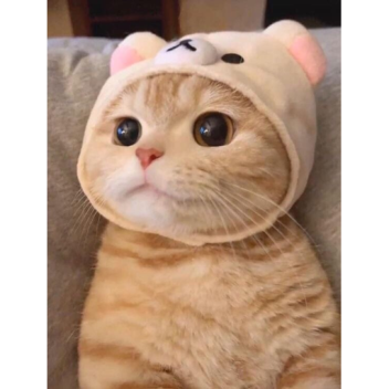 КОШАЧИЙ РАЙ CAT HEAVEN