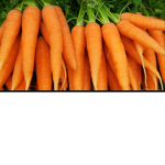 The Reborn Carrot Kingdom