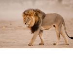 Official Lion Playz Fan Group!