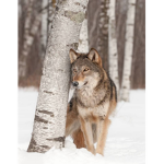 Eli's Wolf's