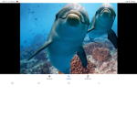 Dhlophin group