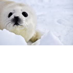 seal rebellion