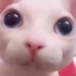 Meronkittycat