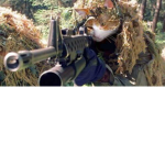 The Cats War