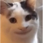 Average_Animals