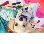 Blaze -mah doggie