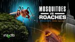 Mosquitos vs Cockroaches