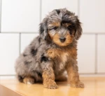 Poodles Animations Group Thumbnail