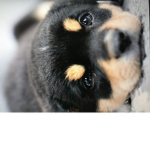 the ugly dogs