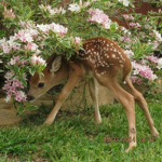 fawneri