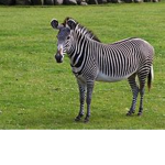 cool zebra group