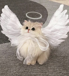 Angles of cats!!!