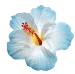 Hibiscus Șoul