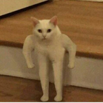 _~// cats are cute \\~_