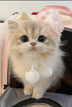 The fairest kitties