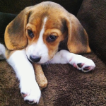 ~ Adorable Puppies ~