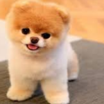 TheGoodDoggoStudios