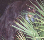 "cryptid"