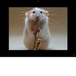 Hot rats club