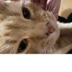 The Legendary Cats_(V2.0)