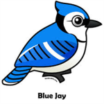 Blue Jay Fashion