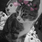 kitty clothing :)
