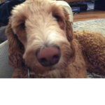 Dog fun time