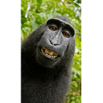 Funny Monkey boy or girl