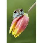 Ribbit_ribbit