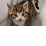 The kitties that rule the earth