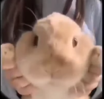 the slungi
