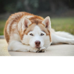 Jerry The Husky!