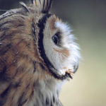 Owl Industries