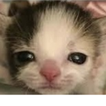 Meow wows
