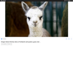 I_LOVE_THE_LLAMAS! :D