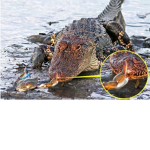 Team crocodile